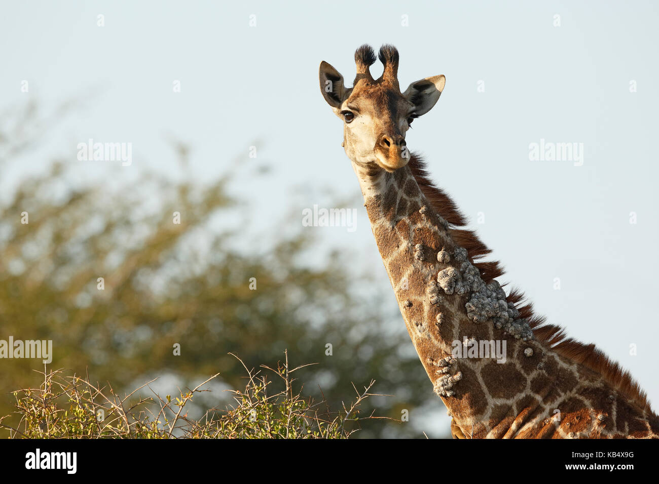 Portrait of a Giraffe (Giraffa camelopardalis) with a skin disease, likely lumpy skin disease, South Africa, Mpumalanga, Kruger National Park Stock Photo