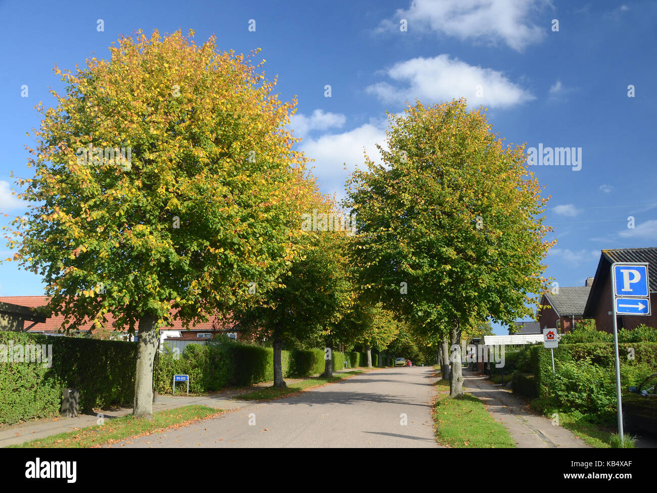 Lime trees framing an alley, the trees have first signs of autumn
