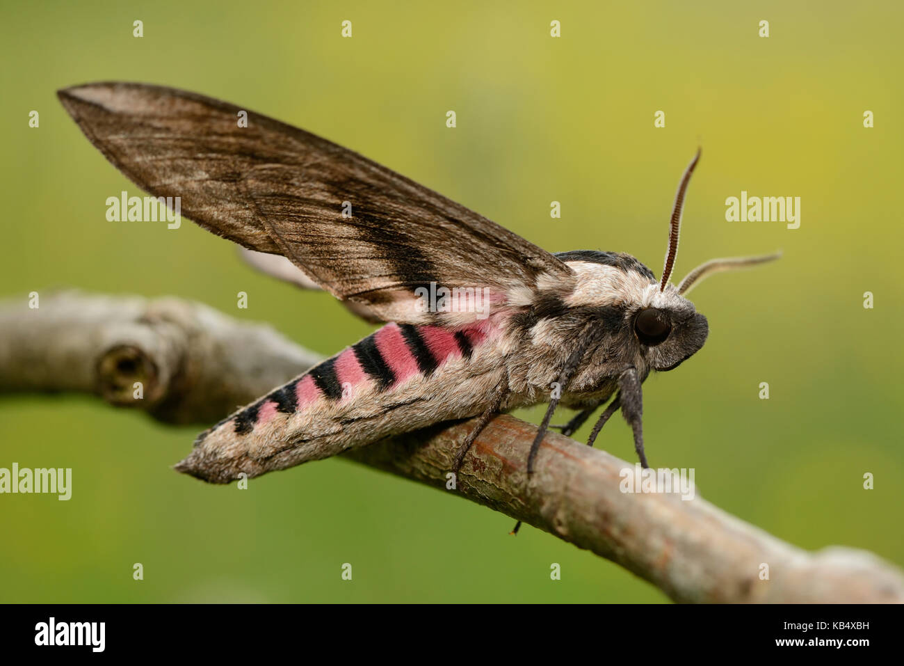 Privet Hawk Moth (Sphinx ligustri) resting on a twig, England, Lincolnshire Stock Photo