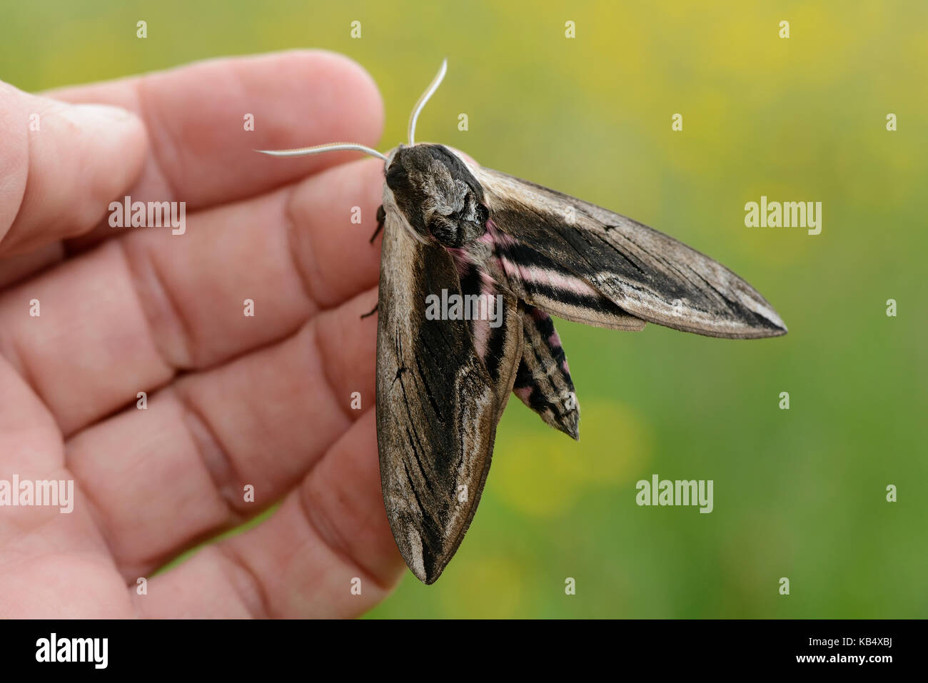 Privet Hawk Moth (Sphinx ligustri) in hand, England, Lincolnshire Stock Photo