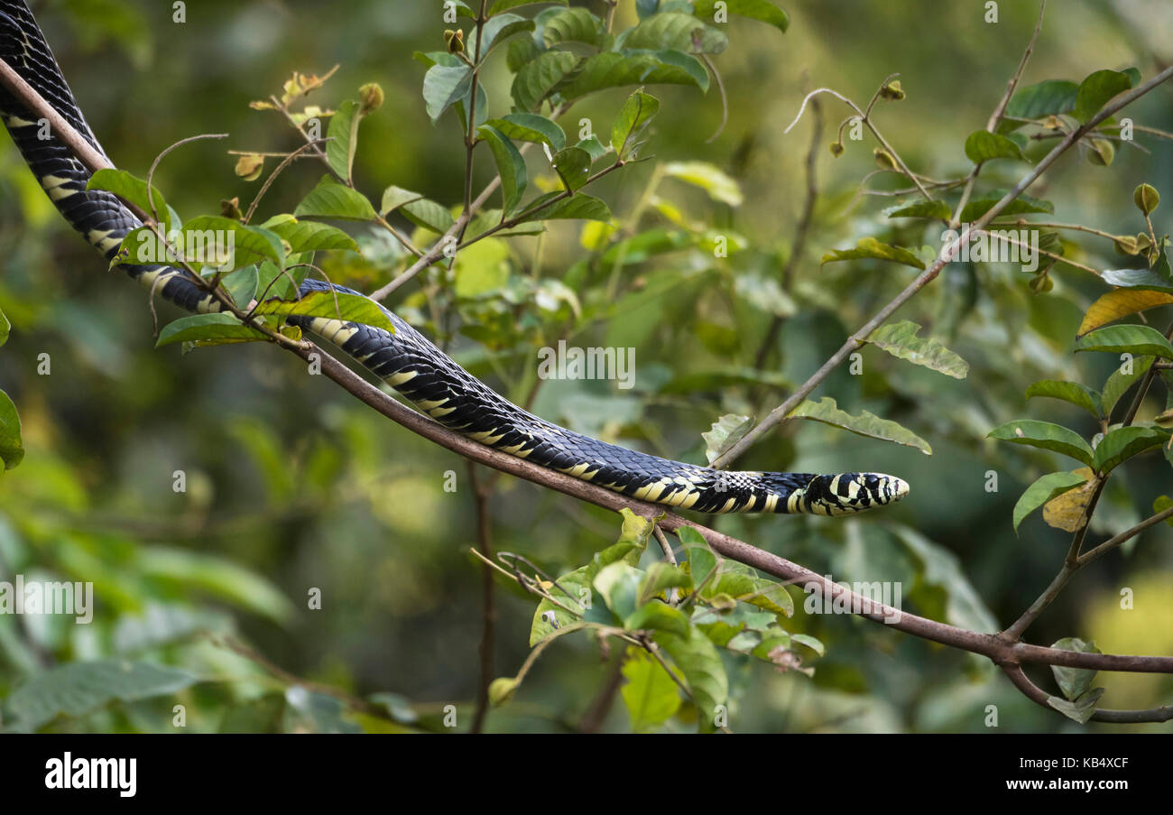 Tiger Rat snake (Spilotes pullatus) on a thin branch in the bush, Costa Rica, Limon, Tortuguero National Park Stock Photo