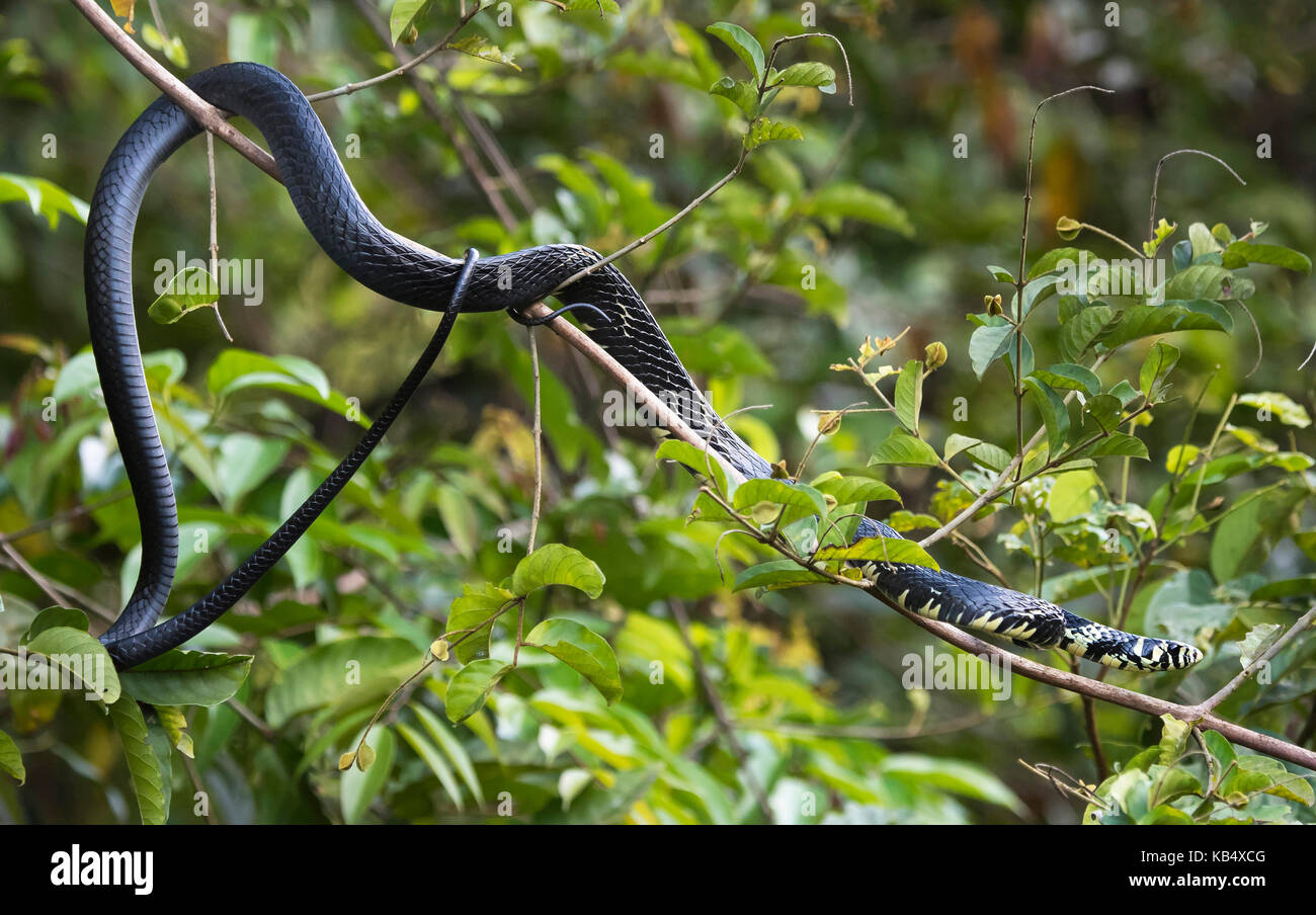 Tropical Rat Snake (Spilotes pullatus) basking on branch in tree, Costa Rica, Limon, Tortuguero National Park Stock Photo