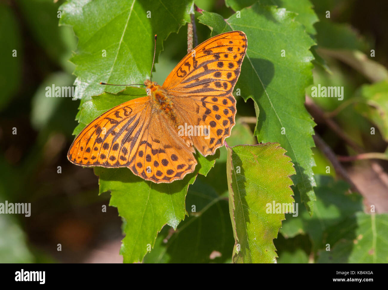 Silver-washed Fritillary (Argynnis paphia) resting on birch leaves, Sweden, Varmland, Camp Grinsby Stock Photo