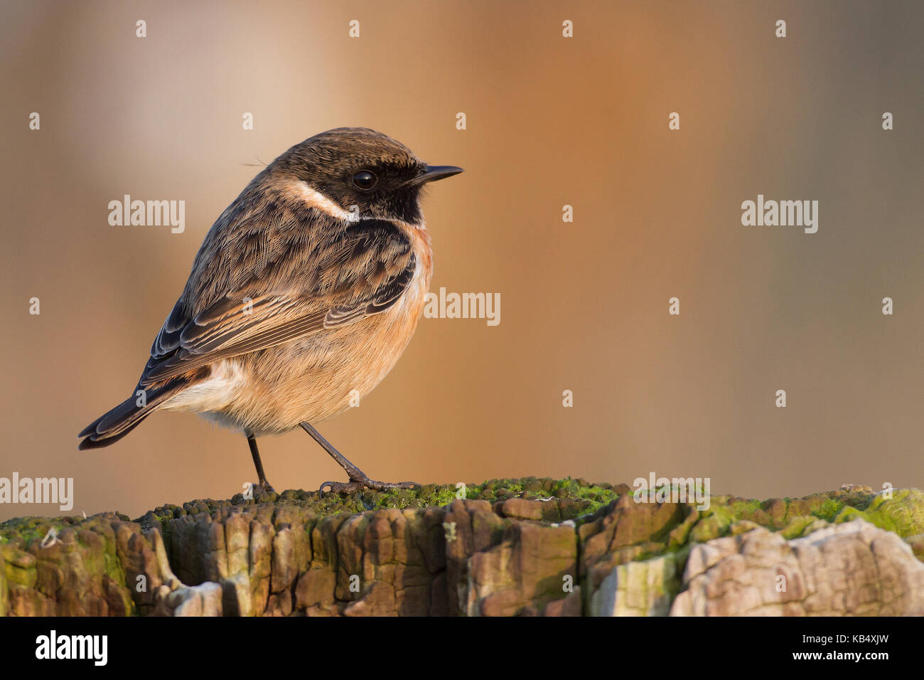 European Stonechat (Saxicola rubicola) in winter, the netherlands ...