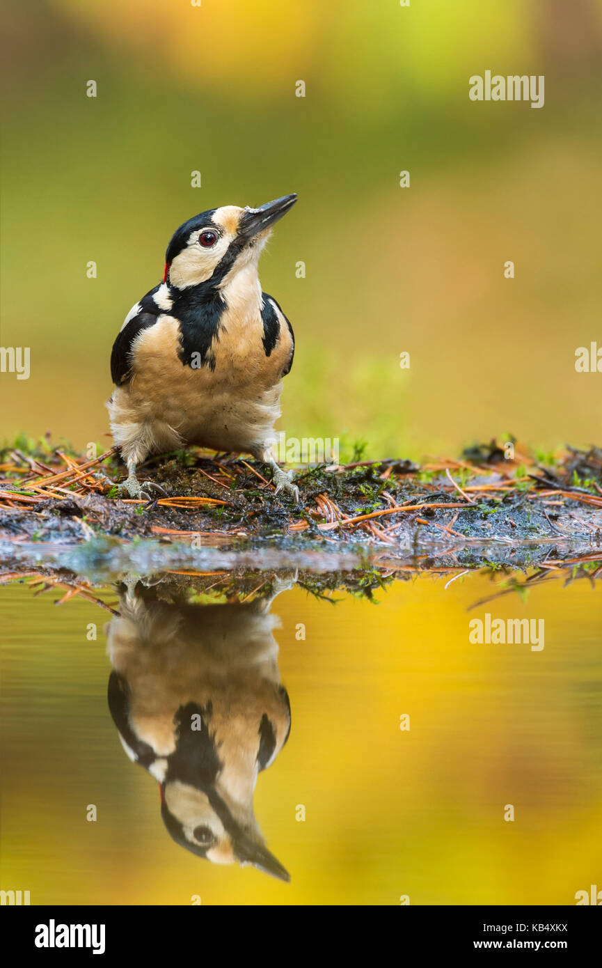 Great Spotted Woodpecker (Dendrocopos major) reflected in pool on forest floor, The Netherlands, Utrecht Stock Photo