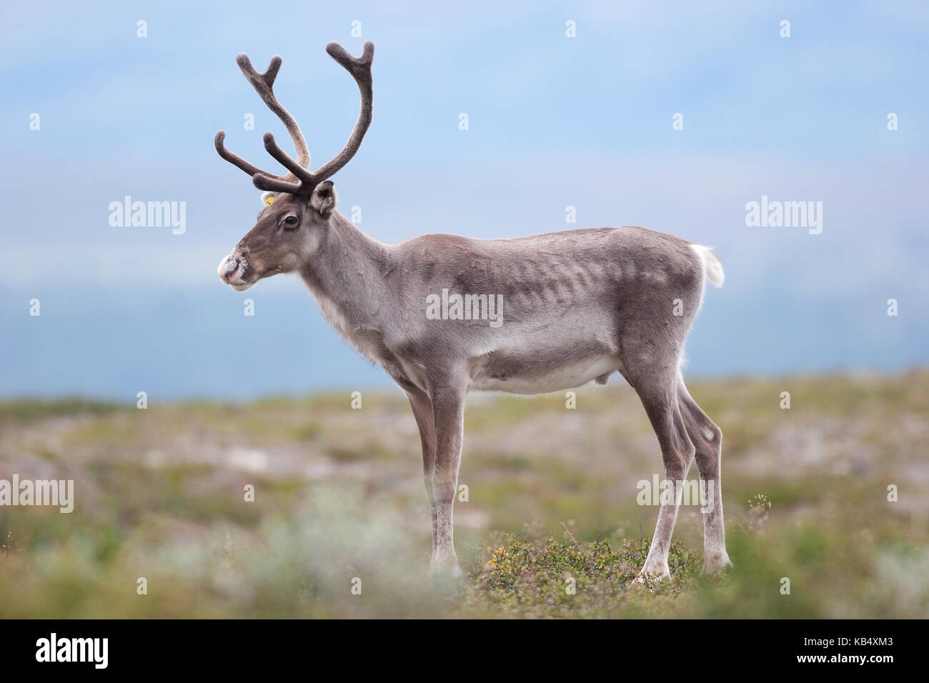 Reindeer (Rangifer tarandus) standing in tundra landscape, Sweden ...