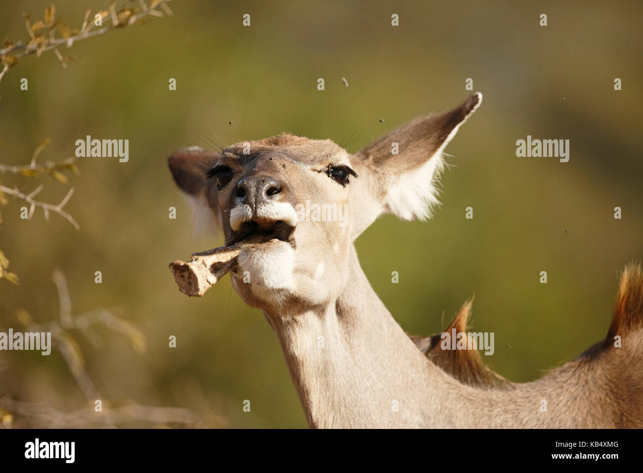 Greater Kudu (Tragelaphus strepsiceros) female chewing on a bone. The eating or chewing of bones for Greater Kudu (Tragelaphus strepsiceros) female chewing on a bone. The eating or chewing of bones for