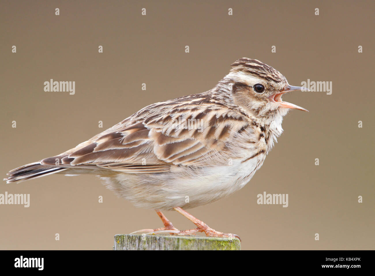 Woodlark (Lullula arborea) on a pole singing, The Netherlands, Noord-Brabant Stock Photo