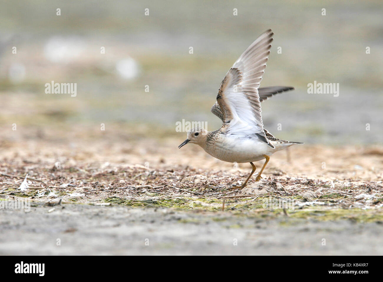 Buff-breasted Sandpiper (Tryngites subruficollis) with its wings open, The Netherlands, Noord-Holland Stock Photo