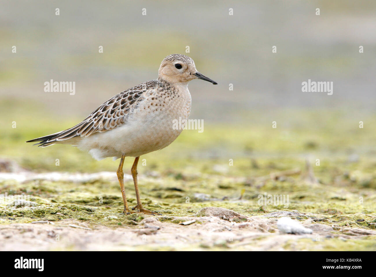 Buff-breasted Sandpiper (Tryngites subruficollis) standing on a field, The Netherlands, Noord-Holland Stock Photo