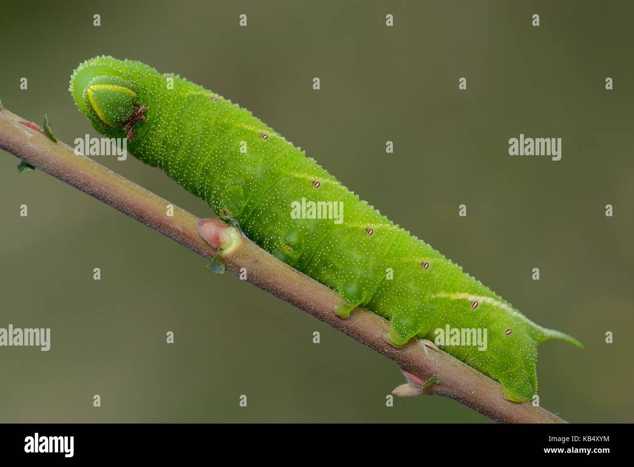 Eyed hawk-moth (Smerinthus ocellatus) resting on a sallow stem, England, Lincolnshire, Southrey Woods Stock Photo
