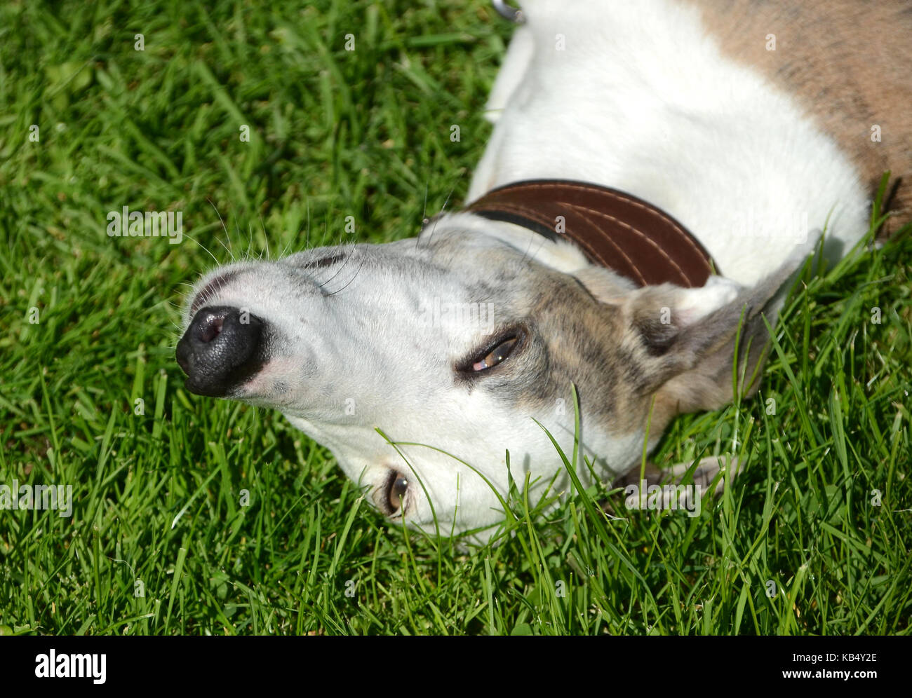 Galgo espanol dog lays relaxed on grass, this is a closeup on the dog's head. Stock Photo