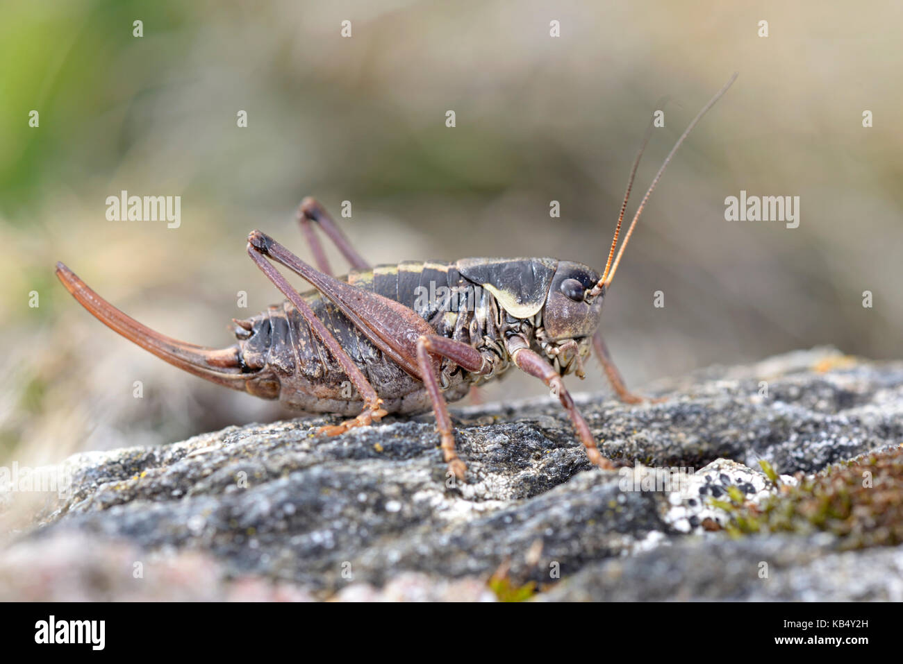 Western Alpine Bush-cricket (Anonconotus occidentalis) female in its environment, Italy, Piedmont, Orsiera Rocciavre Natural Park Stock Photo