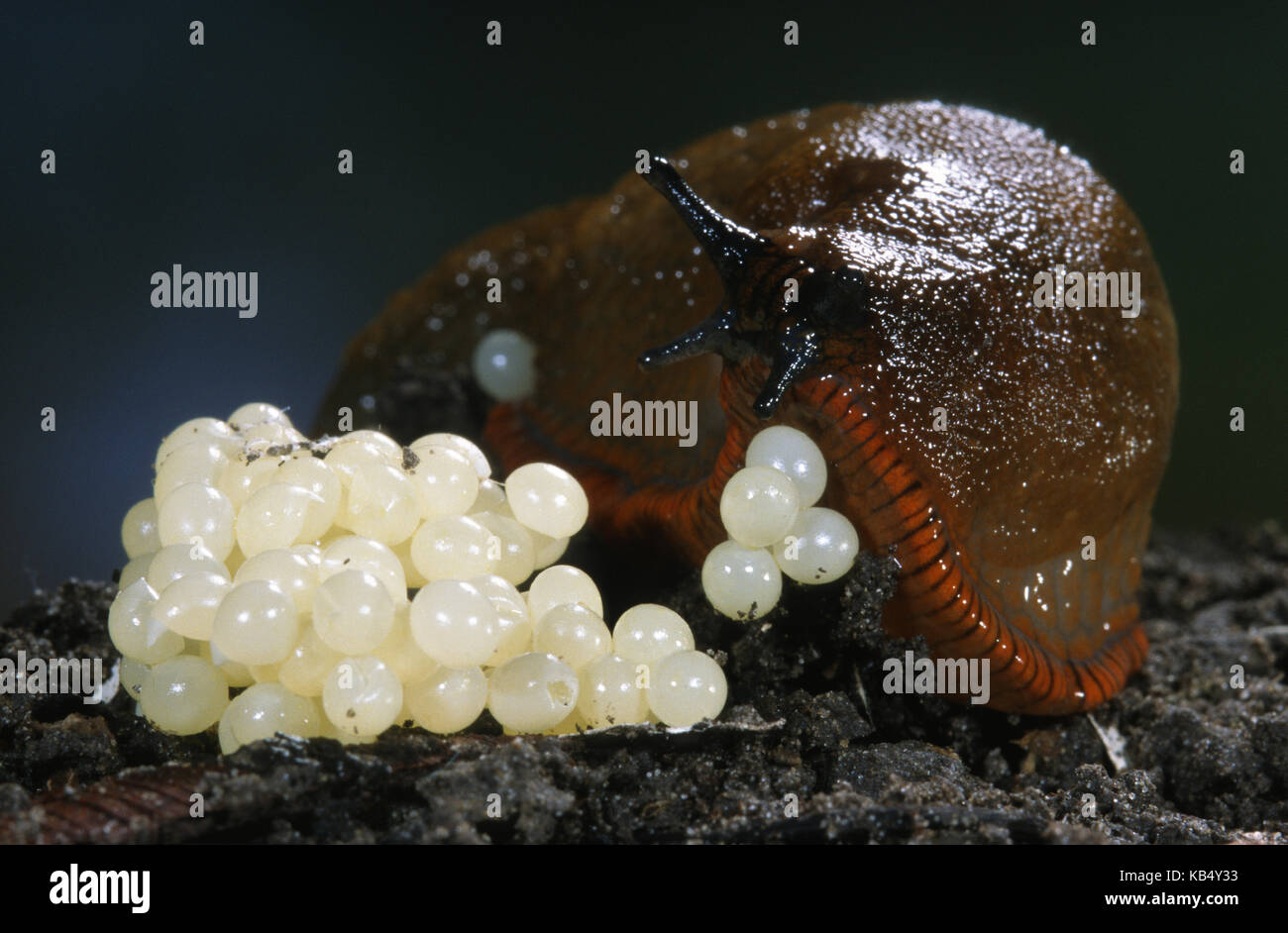 Red Slug (Arion rufus) with eggs, Belgium Stock Photo