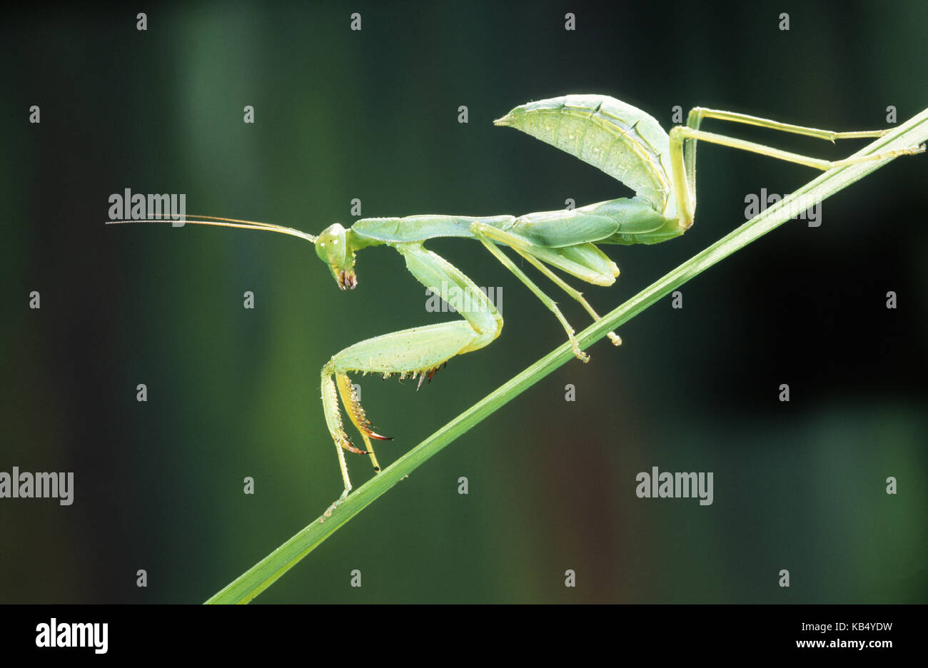 Praying Mantis (Mantis religiosa) in close up, Belgium Stock Photo