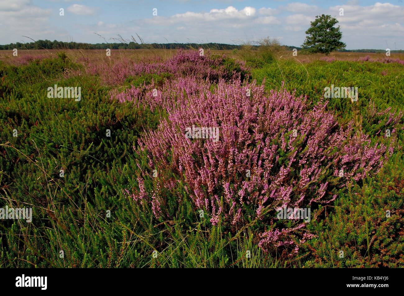 National Park Dwingelderveld in August with flowering Common Heather (Calluna vulgaris) and the evergreen Crowberry (Empetrum nigrum), The Netherlands, Drenthe, National Park Dwingelderveld Stock Photo
