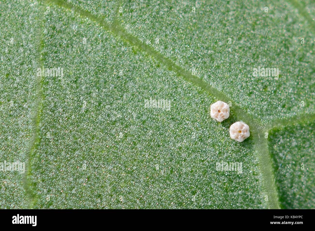 The less than 1 mm large eggs of the Large Copper (Lycaena dispar batava) on the leave of the Great Water Dock (Rumex hydrolapathum), The Netherlands, Overijssel, National Park Weerribben-Wieden Stock Photo