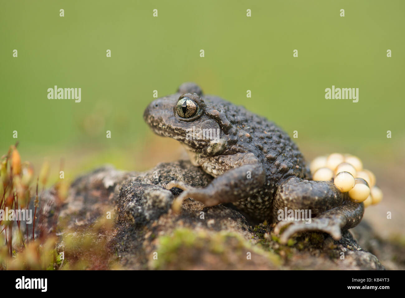 Midwife Toad (Alytes obstetricans) male carrying eggs, The Netherlands, Limburg, Cadier en Keer Stock Photo