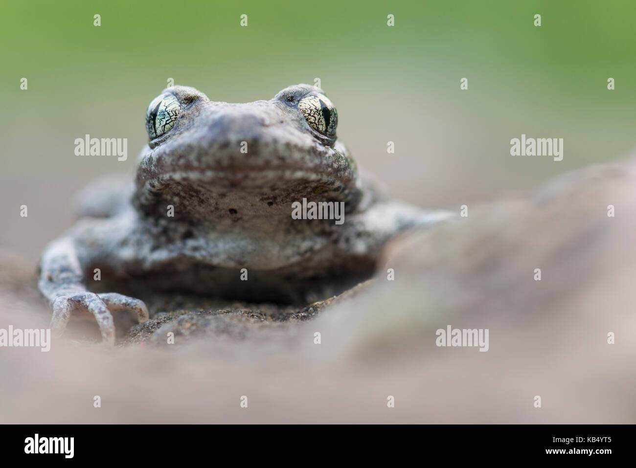 Midwife Toad (Alytes obstetricans) adult standing, The Netherlands, Limburg, Cadier en Keer Stock Photo