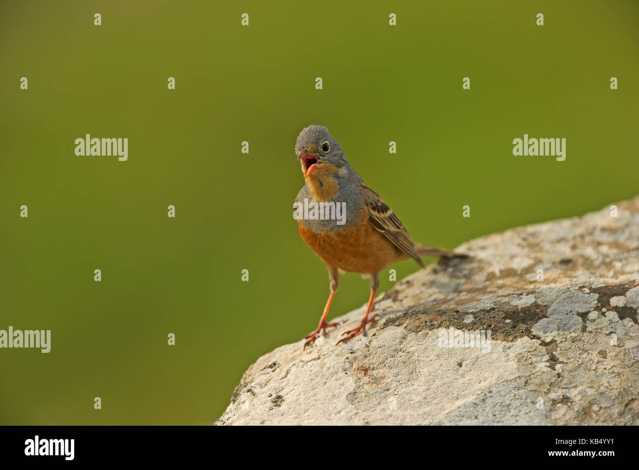 Cretzschmar's Bunting (Emberiza caesia) singing from a rock to attract a female, Greece, Lesvos Stock Photo