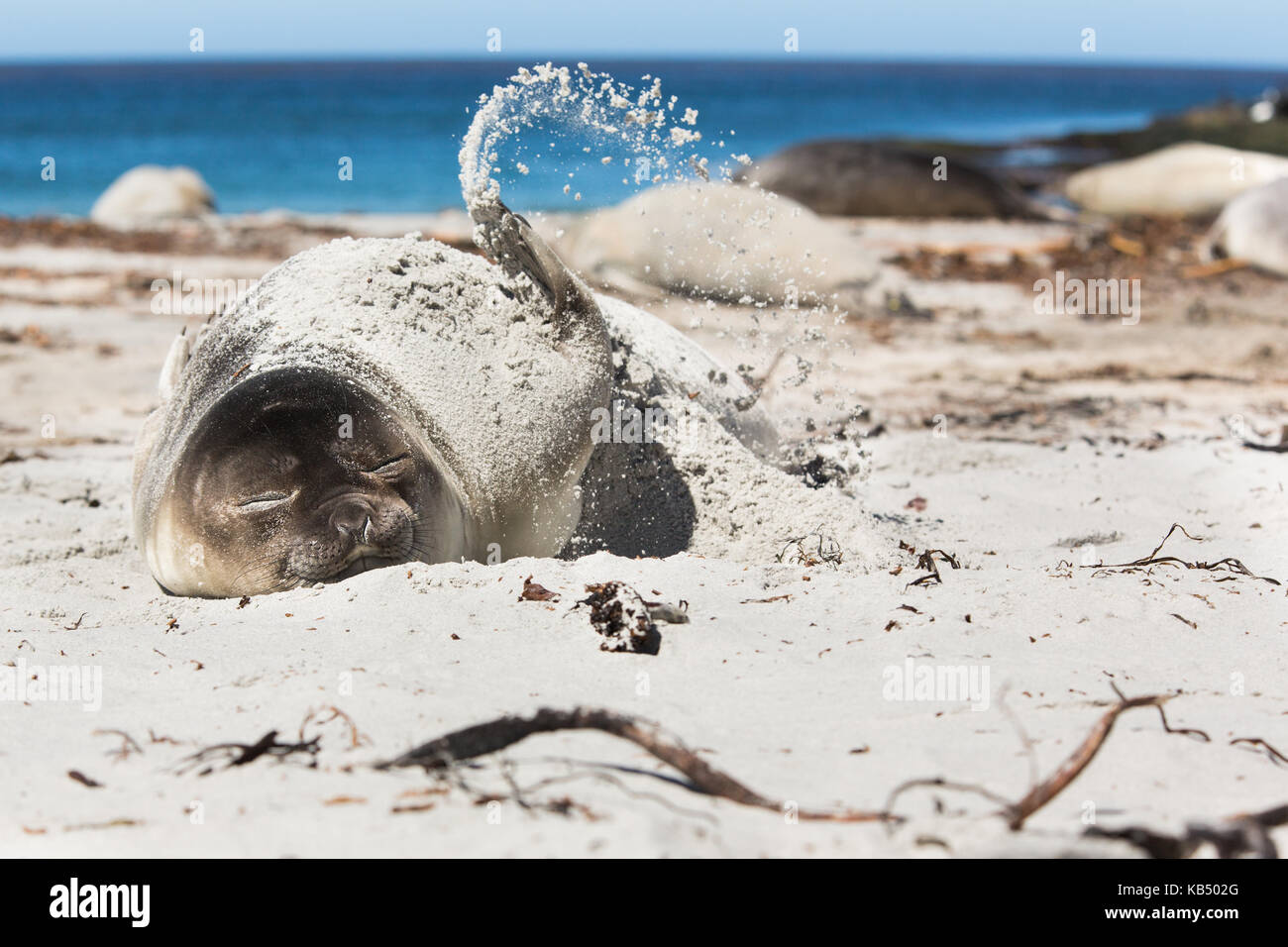 Elephant Seal (Mirounga leonina) young resting on beach, flipping sand to stay cool, Falkland