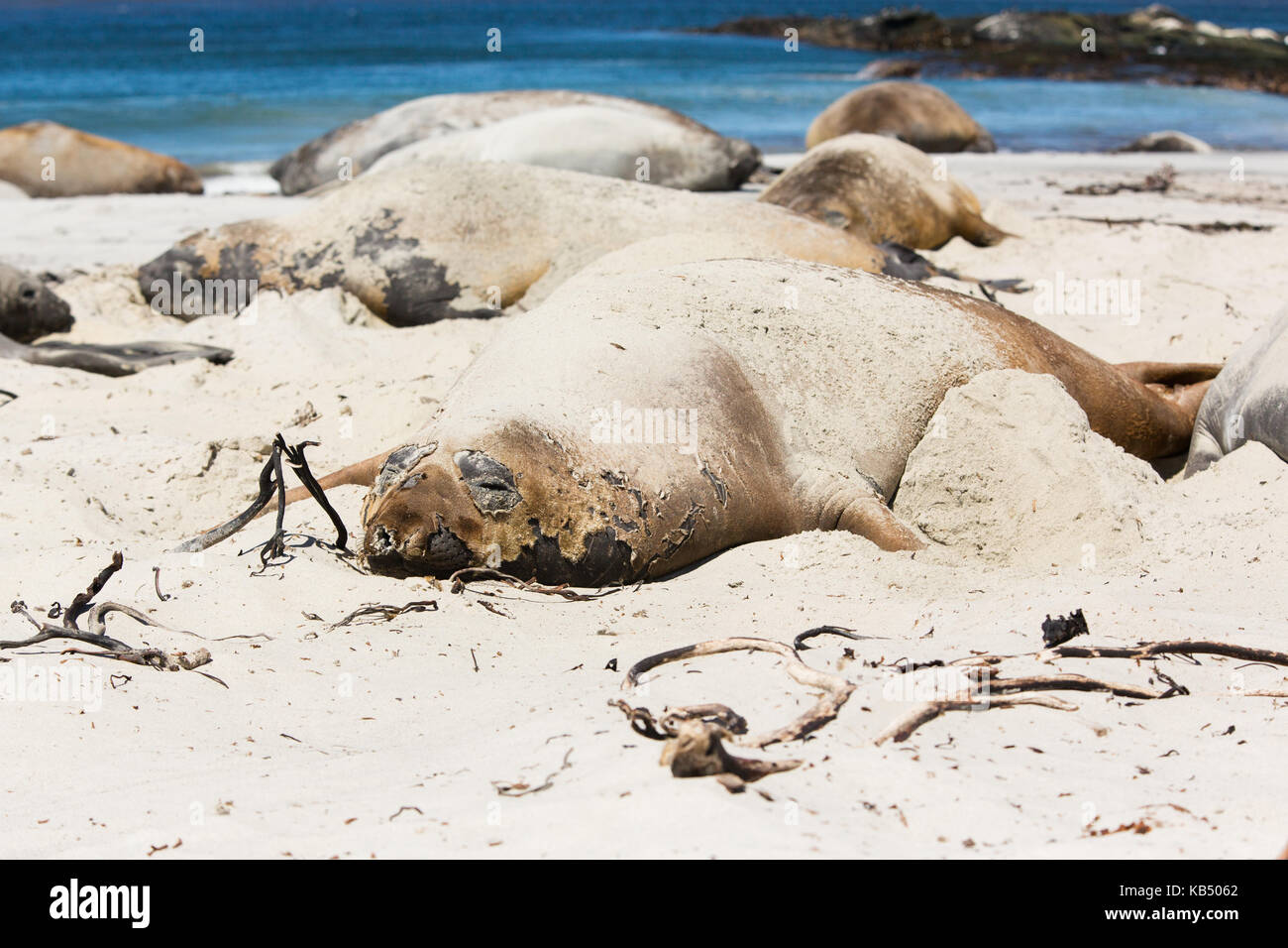 Elephant Seal (Mirounga leonina) adult covered in sand moulting and resting on beach, Falkland Islands, Sea Lion Island Stock Photo