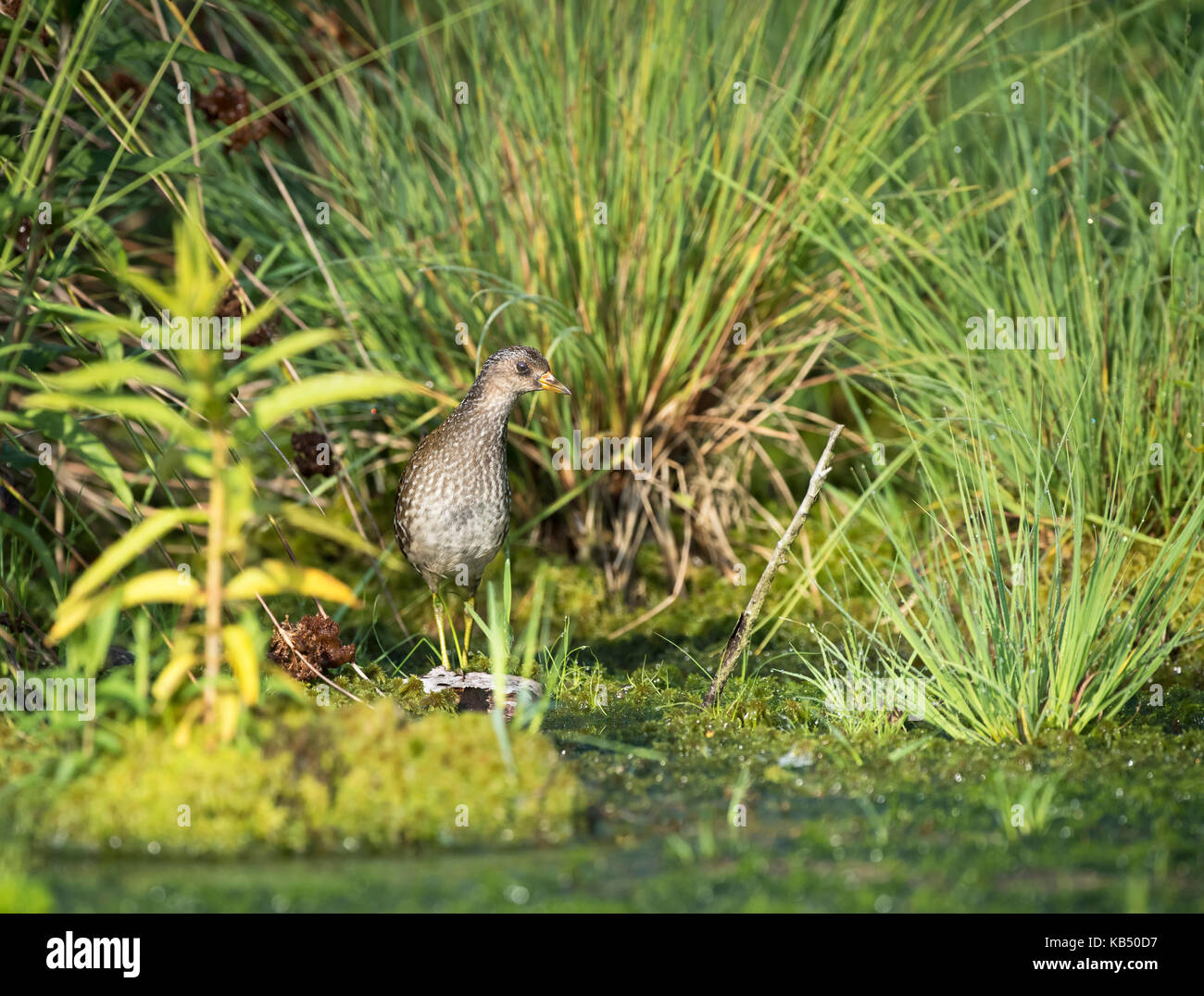 Spotted Crake (Porzana porzana) standing in a fen with grass and peat moss (sphagnum sp), The Netherlands, Drenthe, Bargerveen National Park Stock Photo