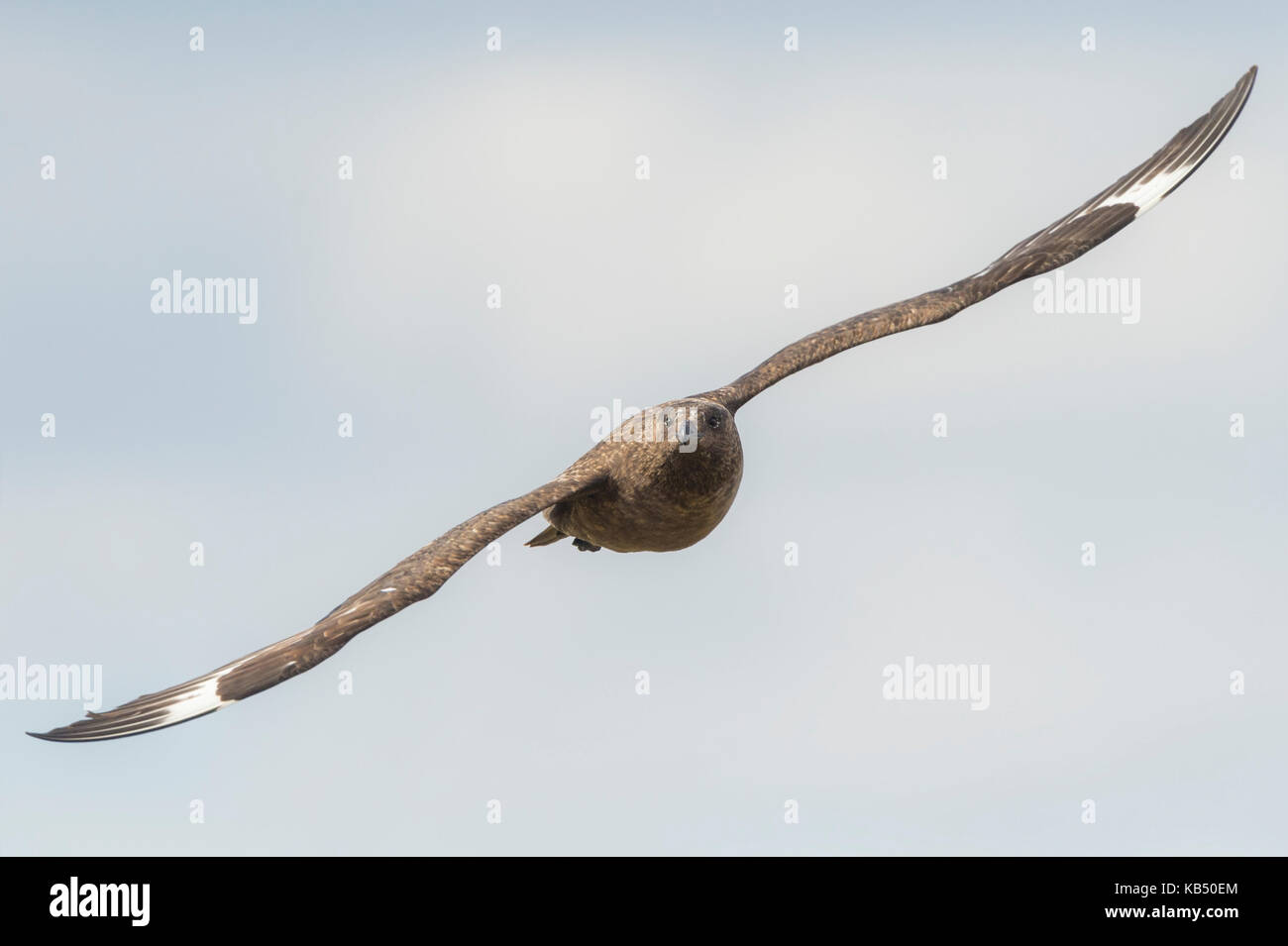 Great Skua (Stercorarius skua) in flight straight to the camera, Iceland Stock Photo