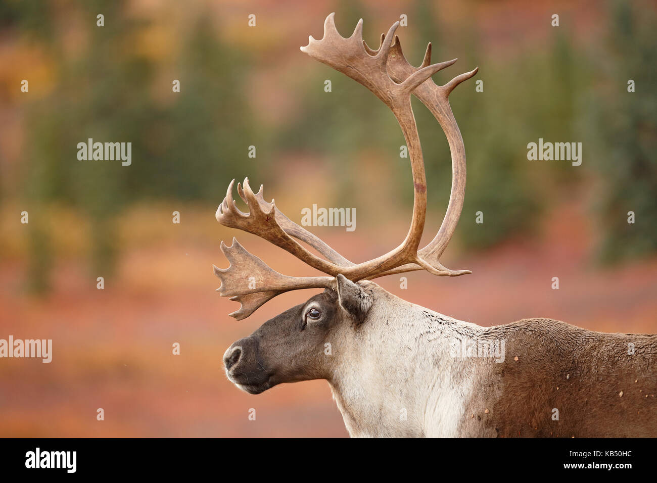 Caribou (Rangifer tarandus) portrait of a bull, United States, Alaska