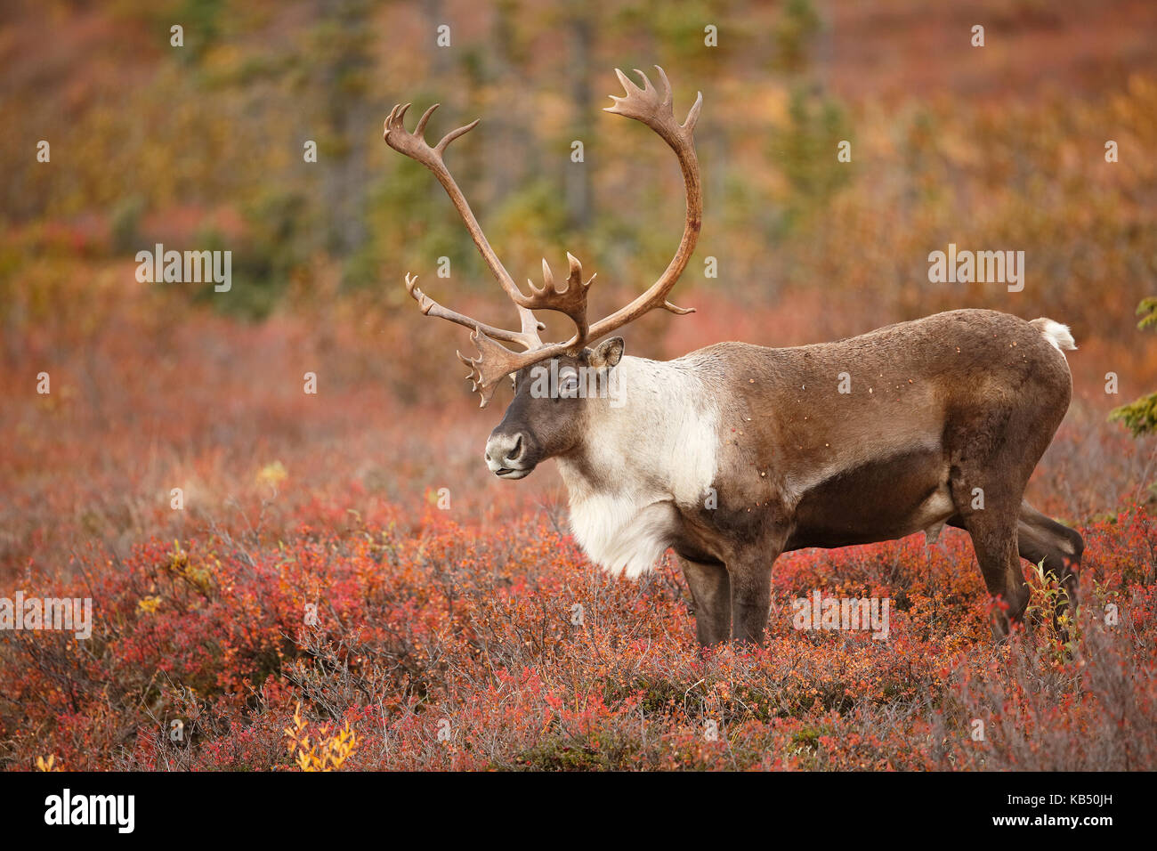 Caribou (Rangifer tarandus) bull on tundra, United States, Alaska, Denali National Park and Preserve Stock Photo