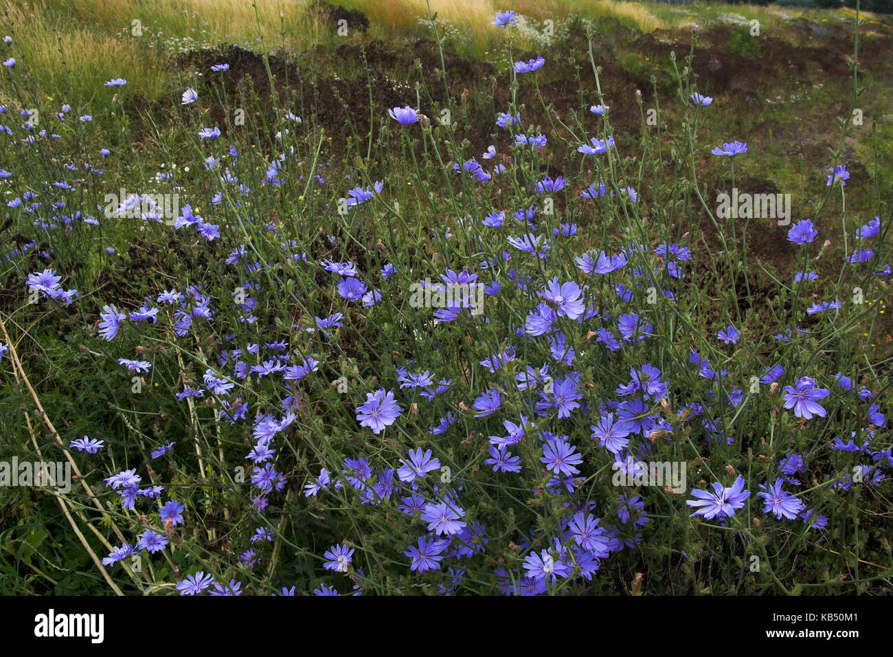 Chicory (Cichorium sp) and Dyer's Woad (Isatis tinctoria) on a dike, Waalarea, The Netherlands Stock Photo