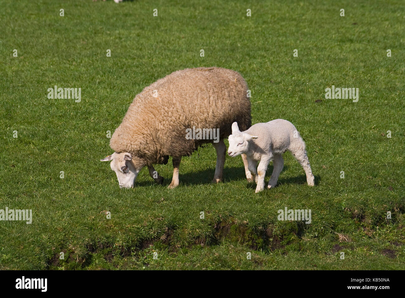 Domestic Sheep (Ovis aries) with lamb, The Netherlands Stock Photo