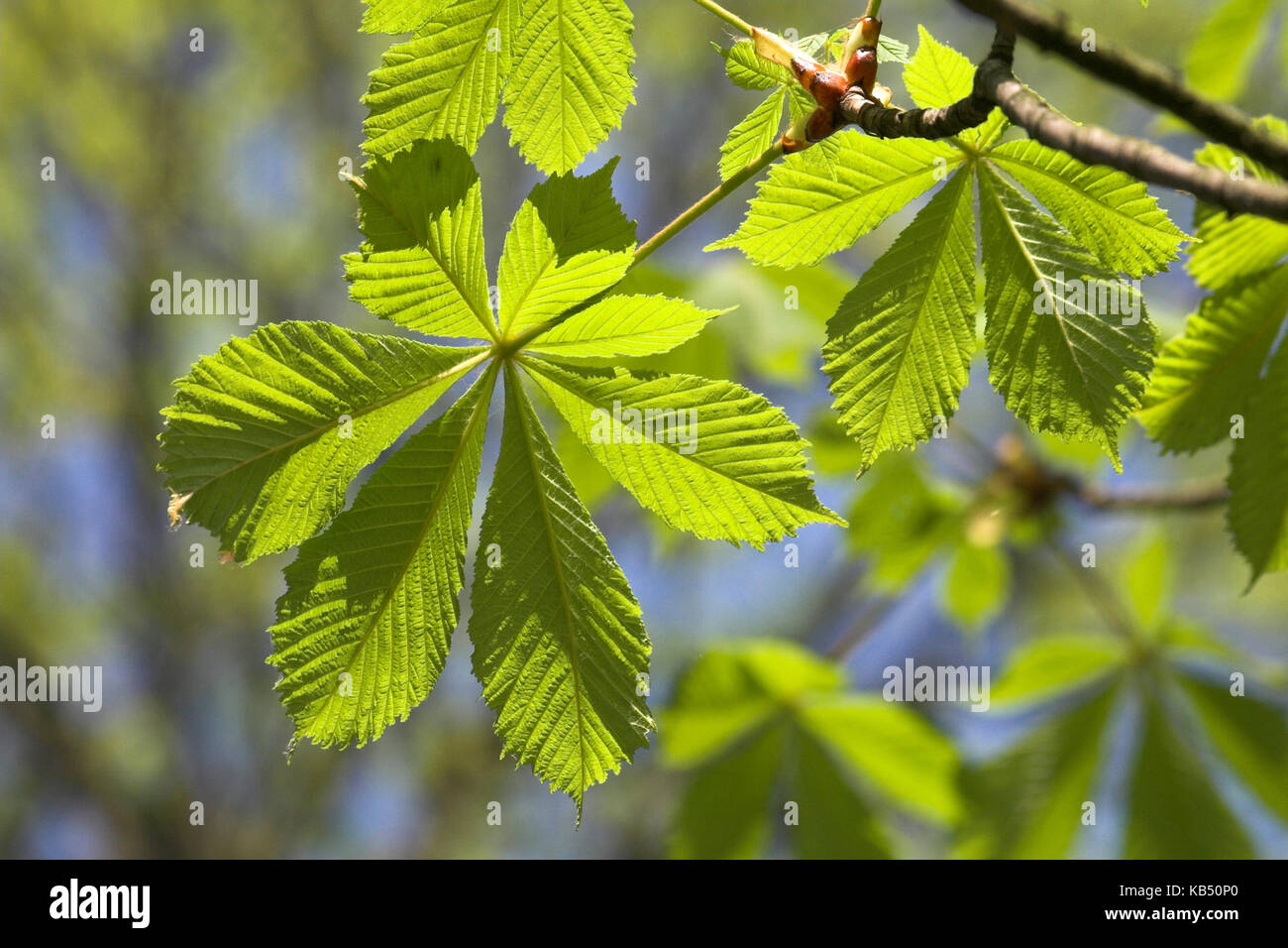 European Chestnut (Castanea sativa) young leaves, The Netherlands Stock ...