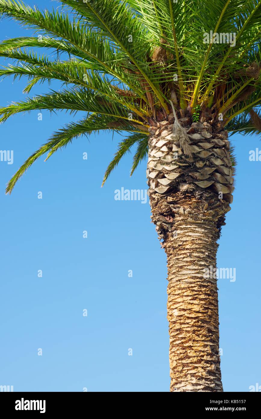 Close up of a palm tree with clear blue sky Stock Photo - Alamy