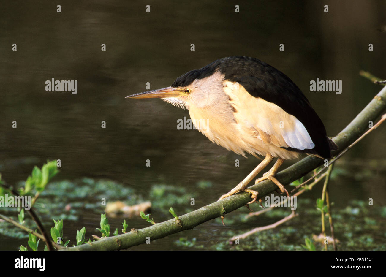 Little Bittern (Ixobrychus minutus) perching at waters edge, Europe ...