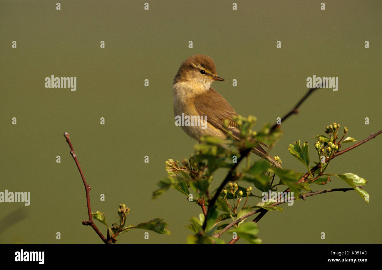 Willow Warbler (Phylloscopus trochilus) on branch, Europe, The Netherlands Stock Photo