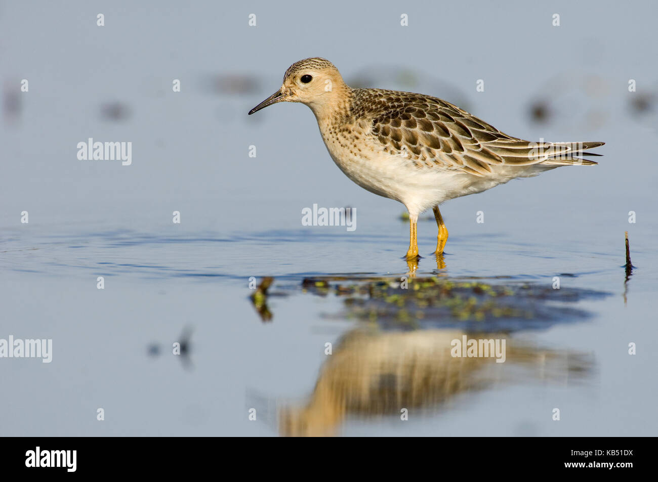 Buff-breasted Sandpiper (Tryngites subruficollis) wading, Petten, The Netherlands Stock Photo