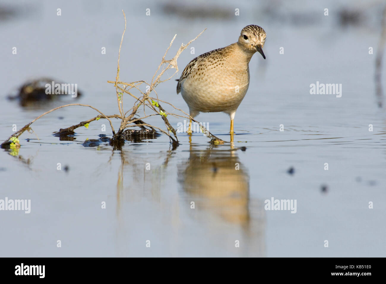 Buff-breasted Sandpiper (Tryngites subruficollis) foraging, Petten, The Netherlands Stock Photo