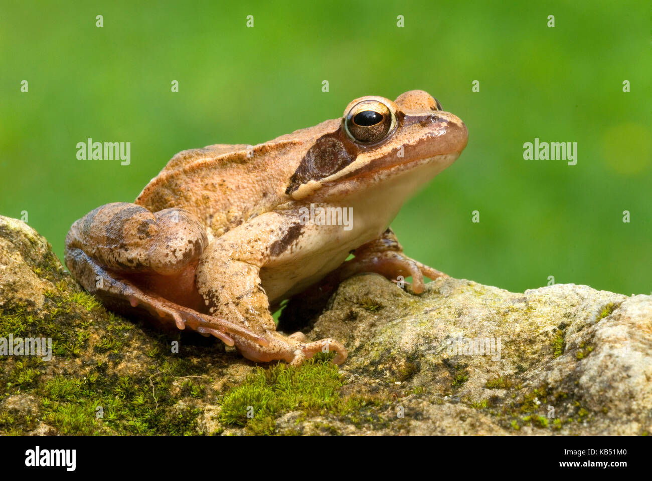 Agile Frog (Rana dalmatina), France Stock Photo