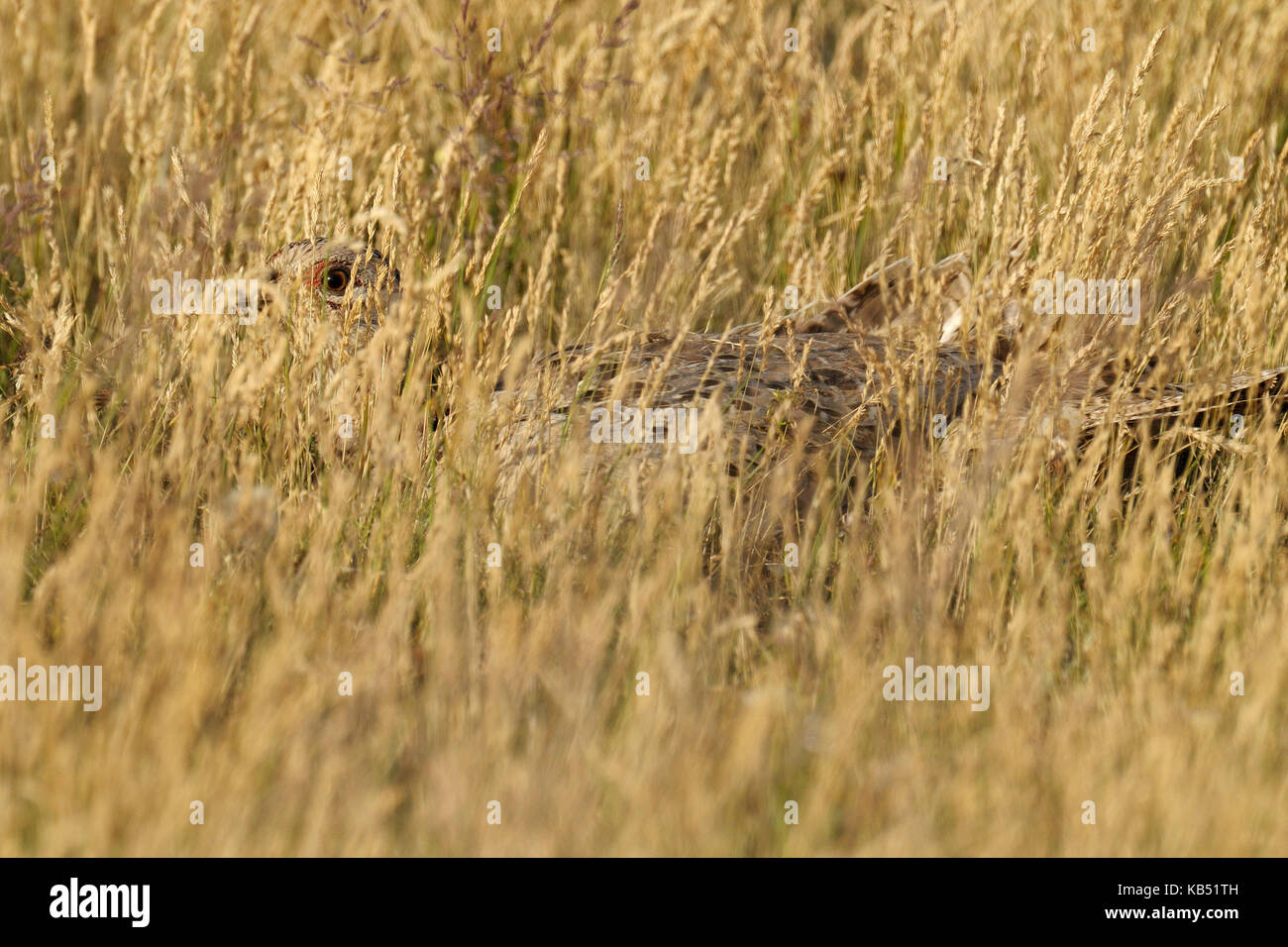 Ring-necked Pheasant (Phasianus colchicus) female hiding in grass, Hungary Stock Photo