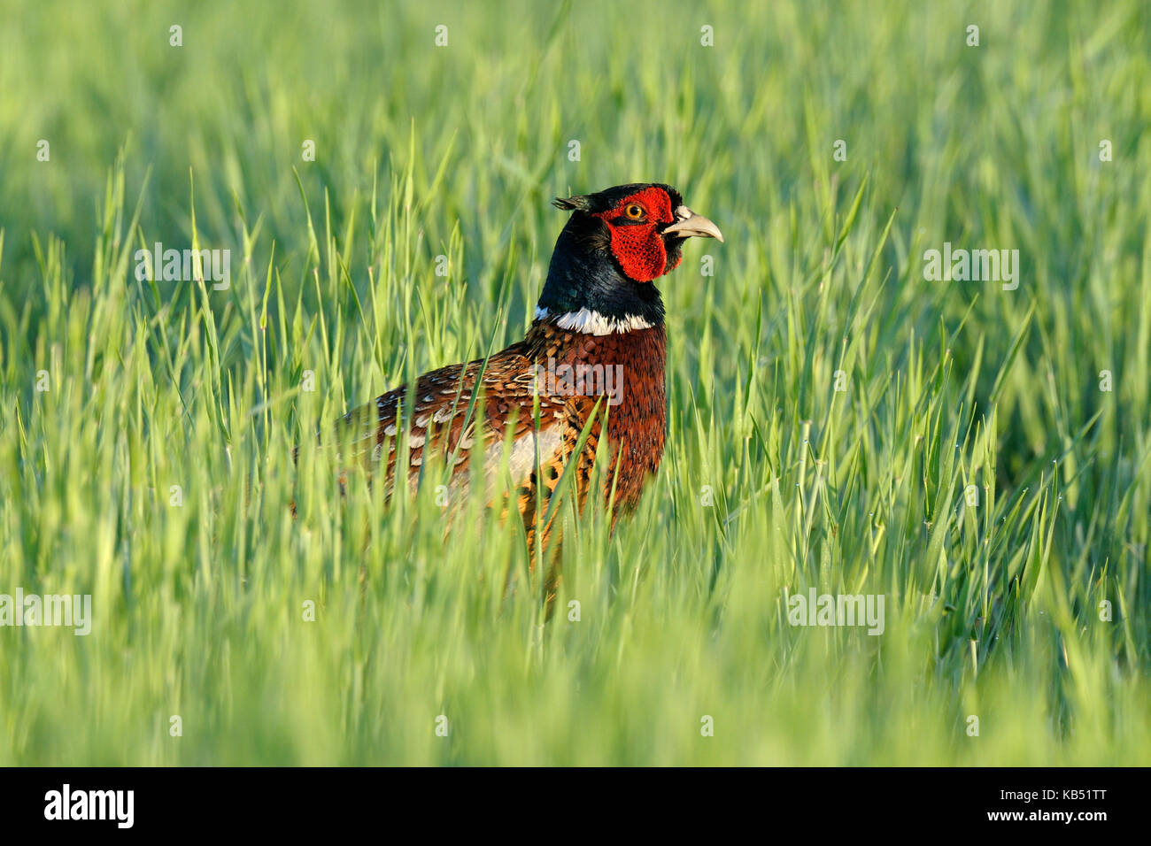 Ring-necked Pheasant (Phasianus colchicus) male in grass, Hungary Stock Photo