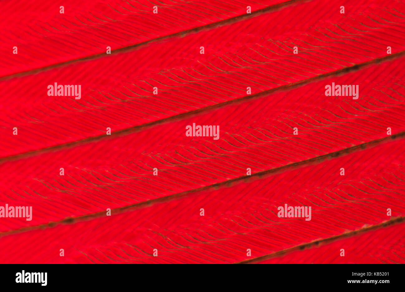 Detail of red bird feathers Stock Photo