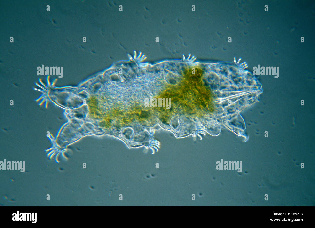 Tardigrade (Echiniscoides sigismundi) microscopic image, animal is less than one mm in length, can enter cryptobiosis to withstand temperature and moisture extremes Stock Photo