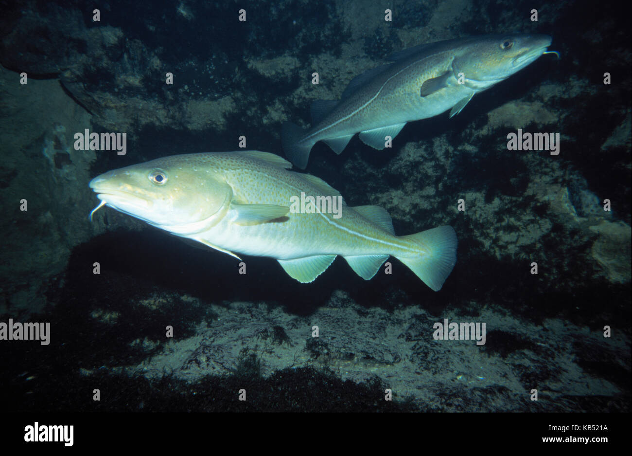 Atlantic Cod (Gadus morhua) swimming showing prominent barbule on lower lip, widely fished in Atlantic Ocean for human consumption, Europe, Europe Stock Photo