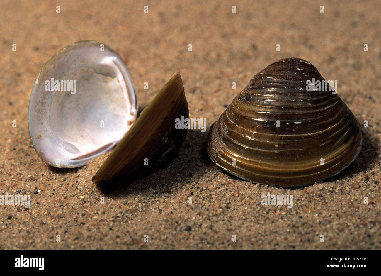Asian Clam (Corbicula fluminea) shells on the beach, invasive species Stock Photo