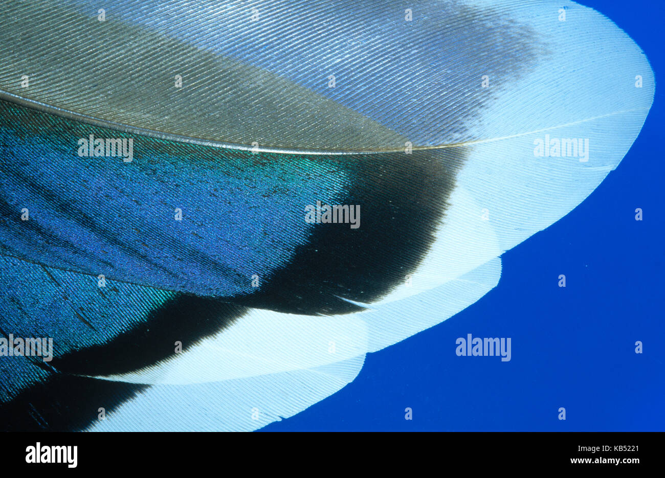Mallard (Anas platyrhynchos) close up of feathers, Europe, Europe Stock Photo