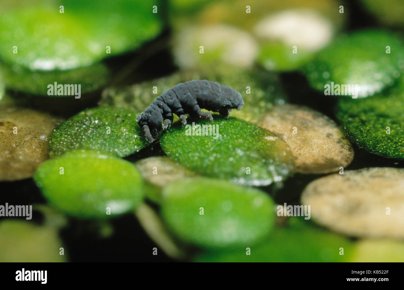 Water Springtail (Podura aquatica) on vegetation, very common, often found in ponds and puddles, Europe Stock Photo