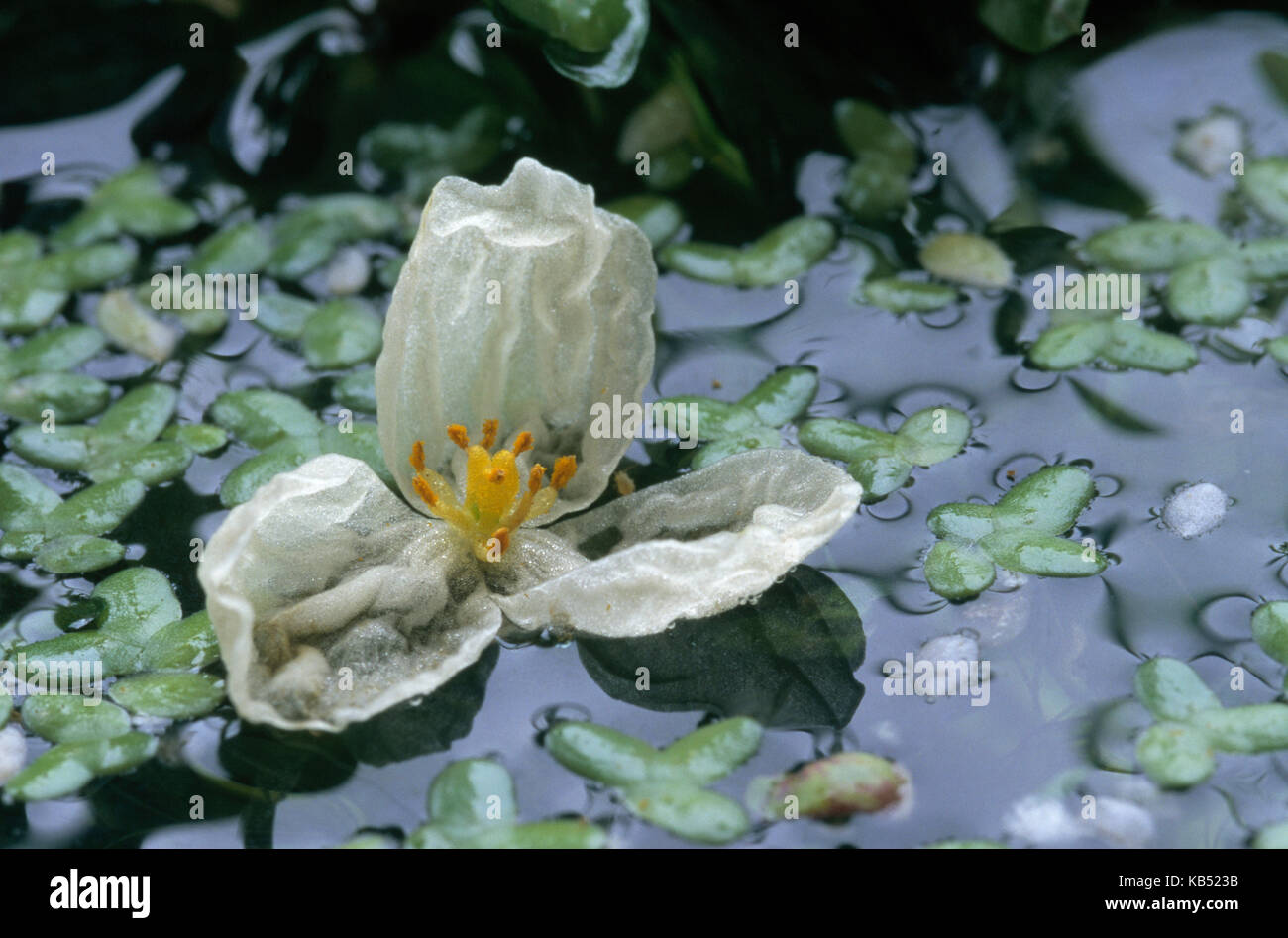Canadian Waterweed (Elodea canadensis) blooming, common lake plant also