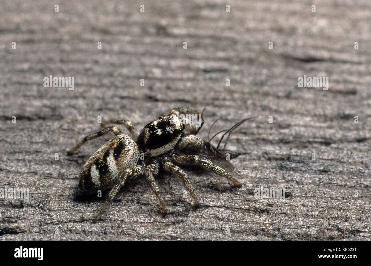 Zebra Jumping Spider (Salticus scenicus) with prey it has captured