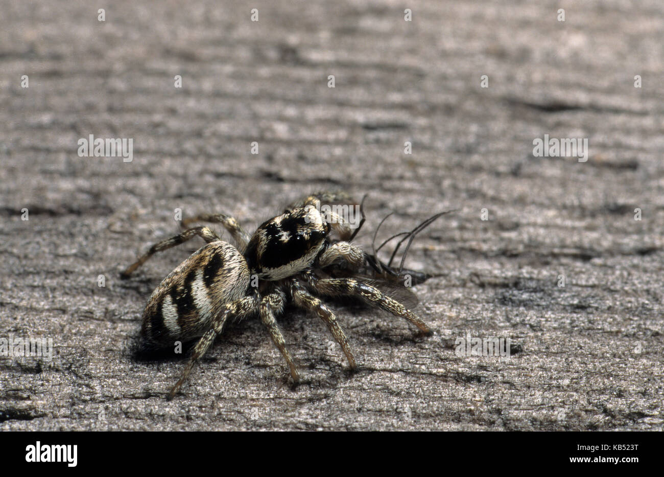 Zebra Jumping Spider (Salticus scenicus) with prey it has captured Stock Photo